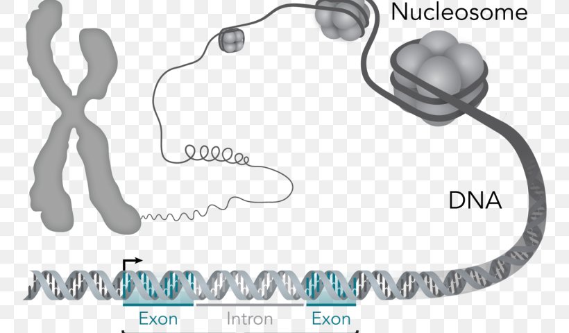 Chromosome DNA Genetics Mutation, PNG, 800x480px, Watercolor, Cartoon, Flower, Frame, Heart Download Free
