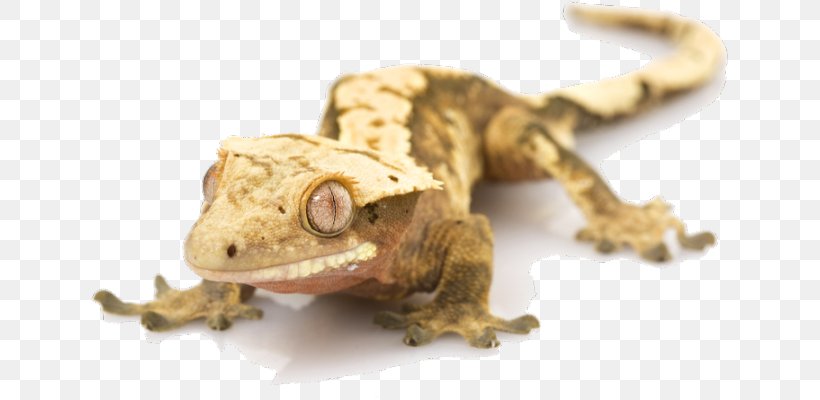 Crested Gecko Lizard Stock Photography, PNG, 640x400px, Gecko, African Fattailed Gecko, Animal, Crested Gecko, Fauna Download Free