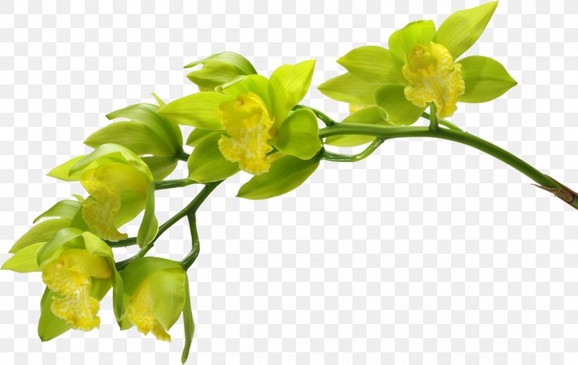 Moth Orchids Cut Flowers Green, PNG, 1200x759px, Orchids, Boat Orchid, Branch, Bud, Color Download Free