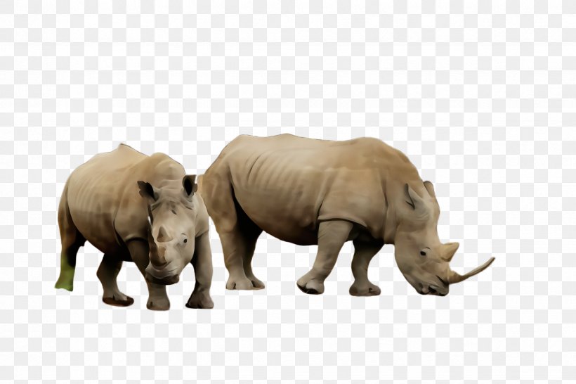 Rhinoceros Terrestrial Animal White Rhinoceros Black Rhinoceros Animal Figure, PNG, 2448x1632px, Watercolor, Animal Figure, Black Rhinoceros, Paint, Rhinoceros Download Free