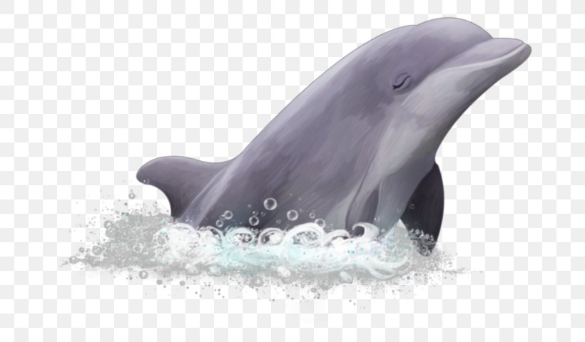 Common Bottlenose Dolphin Short-beaked Common Dolphin Wholphin White-beaked Dolphin Rough-toothed Dolphin, PNG, 710x480px, Common Bottlenose Dolphin, Bottlenose Dolphin, Dolphin, Fin, Longbeaked Common Dolphin Download Free