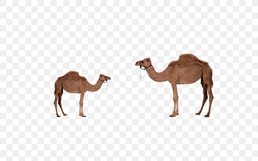 Dromedary Bactrian Camel, PNG, 717x514px, Dromedary, Arabian Camel, Bactrian Camel, Camel, Camel Like Mammal Download Free