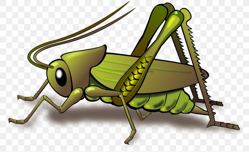 Insect Grasshopper Cricket Clip Art, PNG, 2400x1471px, India National Cricket Team, Arthropod, Bumper Sticker, Cricket, Cricket Balls Download Free