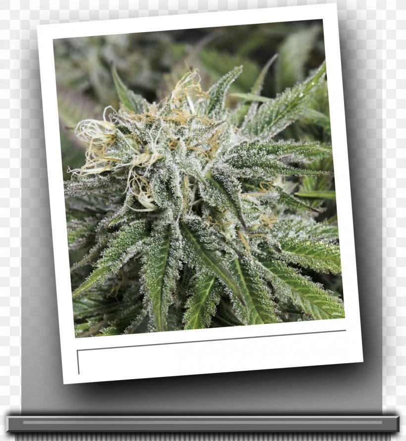 Frozen Tangerines Seed Berry Cannabis, PNG, 1200x1306px, Tangerine, Berry, Breeder, Cannabis, Citrus Download Free