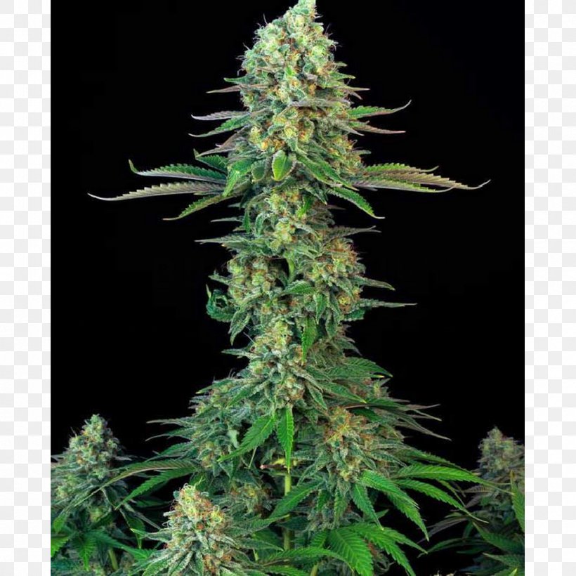 Chewing Gum Bubble Gum Seed Skunk Cannabis, PNG, 1000x1000px, Chewing Gum, Bubble, Bubble Gum, Cannabis, Cannabis Cultivation Download Free