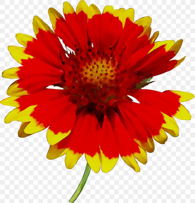 Chrysanthemum Transvaal Daisy Blanket Flowers Cut Flowers Yellow, PNG, 1320x1380px, Chrysanthemum, Annual Plant, Asterales, Barberton Daisy, Blanket Download Free