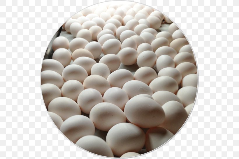 Egg Protein Gena Agropecuaria SA De CV Amino Acid, PNG, 546x546px, Egg, Amino Acid, Directory, Gena Agropecuaria Sa De Cv, Human Development Download Free