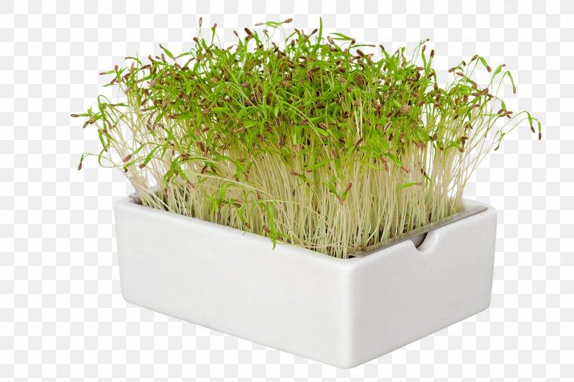Flowerpot Grasses Herb Family, PNG, 1500x1000px, Flowerpot, Family, Grass, Grass Family, Grasses Download Free