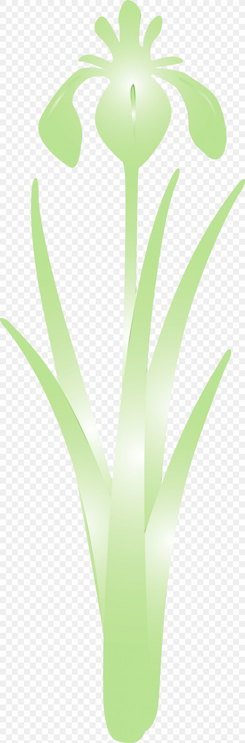 Green Leaf Plant Flower Grass Family, PNG, 988x3000px, Iris Flower, Aloe, Flower, Grass Family, Green Download Free