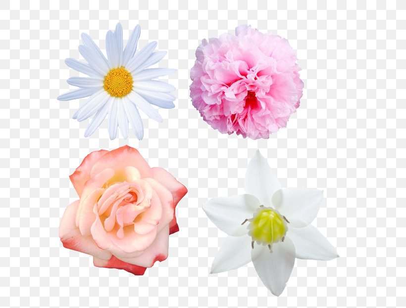 Petal Cut Flowers Floristry Tulip, PNG, 632x623px, Petal, Artificial Flower, Camellia, Chelsea Flower Show, Cut Flowers Download Free