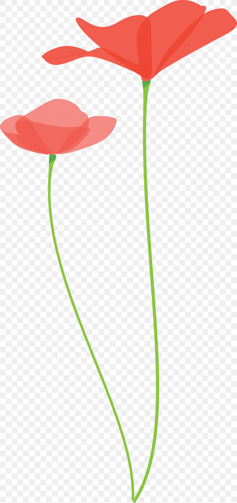 Poppy Flower, PNG, 1411x2999px, Poppy Flower, Anthurium, Coquelicot, Flower, Pedicel Download Free