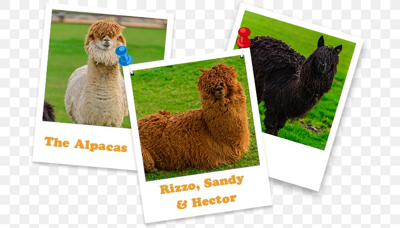 Alpaca Llama Fauna, PNG, 697x468px, Alpaca, Camel Like Mammal, Fauna, Grass, Livestock Download Free