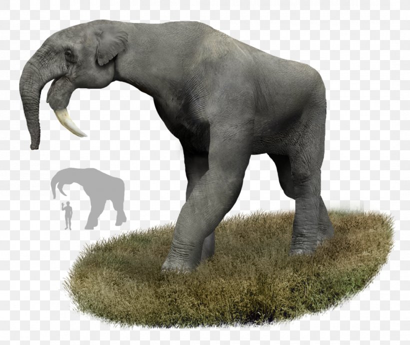 Deinotherium Prehistory Orangutan Elephant Entelodont, PNG, 1070x900px, Deinotherium, African Elephant, Borneo Elephant, Dinosaur, Early Pleistocene Download Free