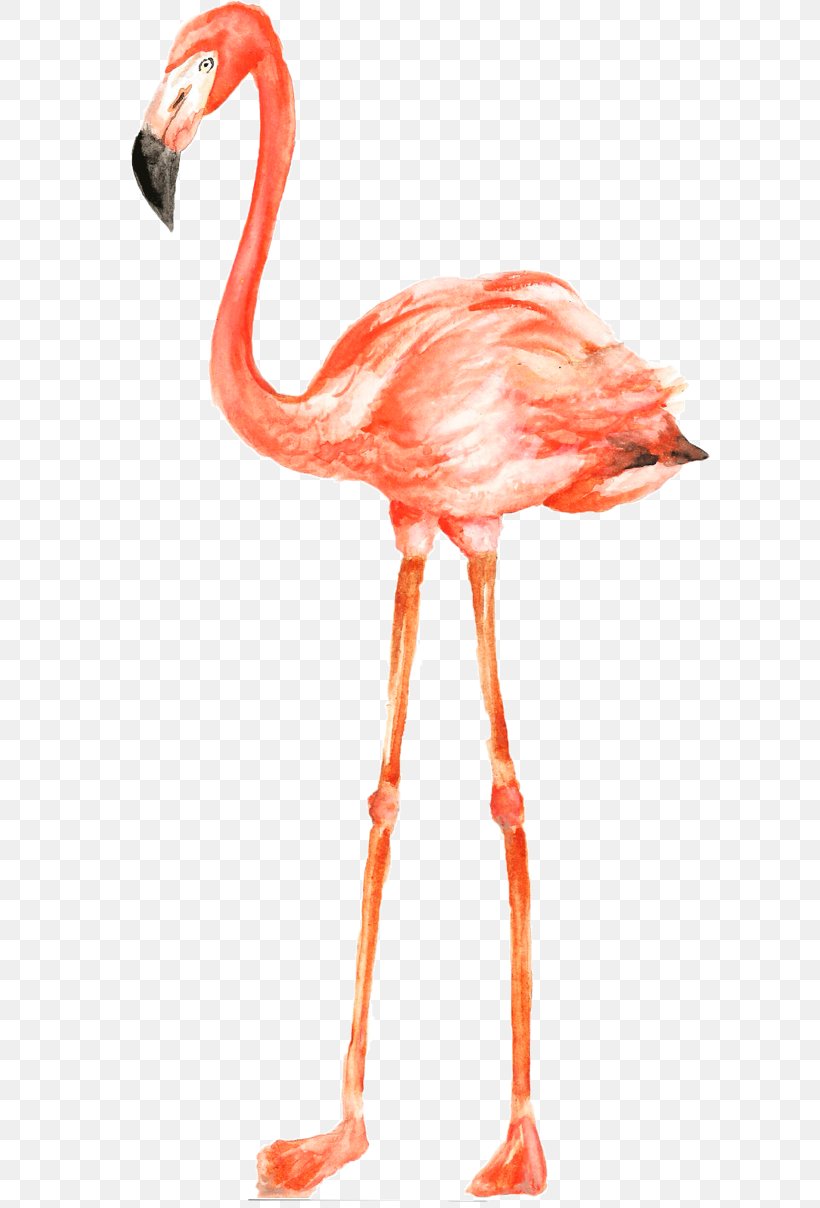 Flamingo, PNG, 600x1208px, Flamingo, Beak, Bird, Greater Flamingo, Muscle Download Free