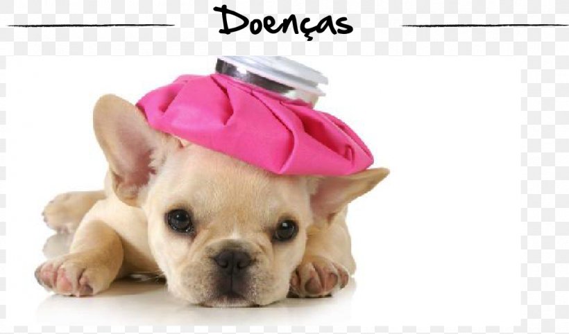 French Bulldog Puppy Golden Retriever Poodle, PNG, 1053x620px, Bulldog, Canine Influenza, Carnivoran, Companion Dog, Dog Download Free