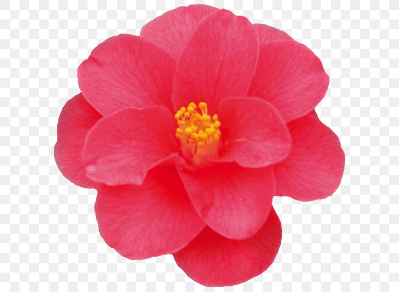 Japanese Camellia Kamelia W Pillnitz Horticulture Gardening, PNG, 600x600px, Japanese Camellia, Agriculture, Camellia, Cut Flowers, Embryophyta Download Free