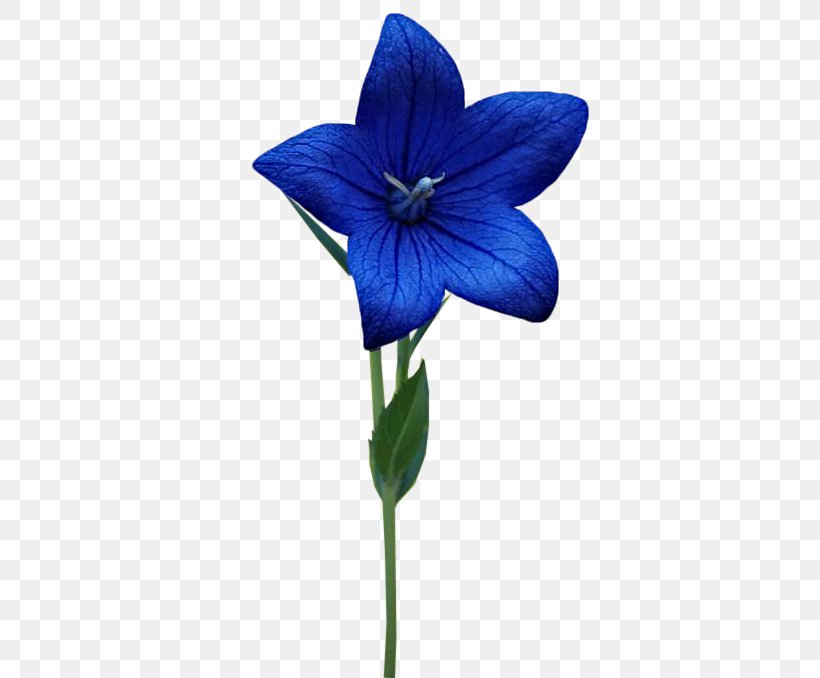 Plant Stem, PNG, 515x678px, Plant Stem, Blue, Flora, Flower, Flowering Plant Download Free
