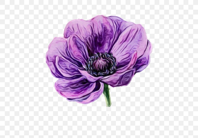 Purple Watercolor Flower, PNG, 500x571px, Watercolor Painting, Anemone, Anemone Apennina, Drawing, Flower Download Free