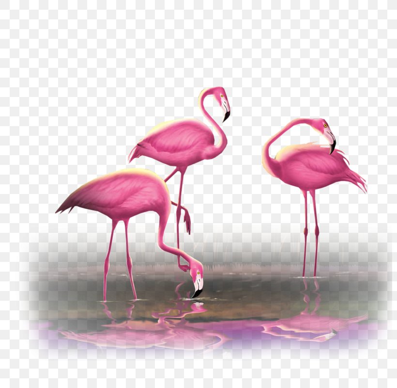 Greater Flamingo Bird Flamingos Pink, PNG, 800x800px, Greater Flamingo, Animal, Beak, Bird, Color Download Free