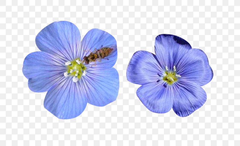 Insect Bee Flax Flower, PNG, 700x500px, Insect, Bee, Blue, Flax, Flower Download Free