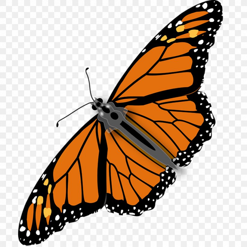 Monarch Butterfly Insect Clip Art, PNG, 900x900px, Butterfly, Arthropod, Brush Footed Butterfly, Insect, Invertebrate Download Free