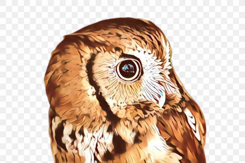 Owl Bird Bird Of Prey Eastern Screech Owl Beak, PNG, 2000x1332px, Cartoon, Barn Owl, Beak, Bird, Bird Of Prey Download Free