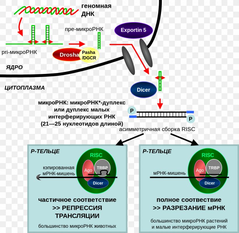 RNA Interference CRISPR Small Interfering RNA MicroRNA, PNG, 1049x1024px, Rna Interference, Area, Biology, Brand, Cell Download Free