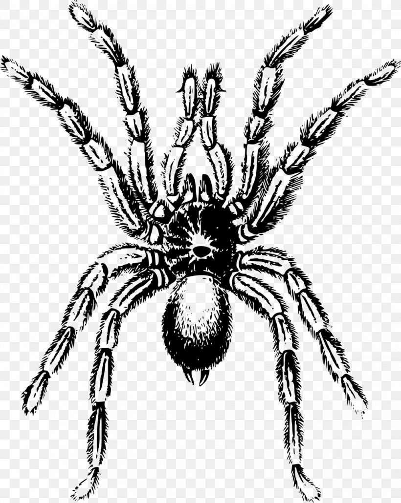 Spider Lycosa Tarantula Clip Art, PNG, 1019x1280px, Spider, Arachnid, Arthropod, Artwork, Black And White Download Free