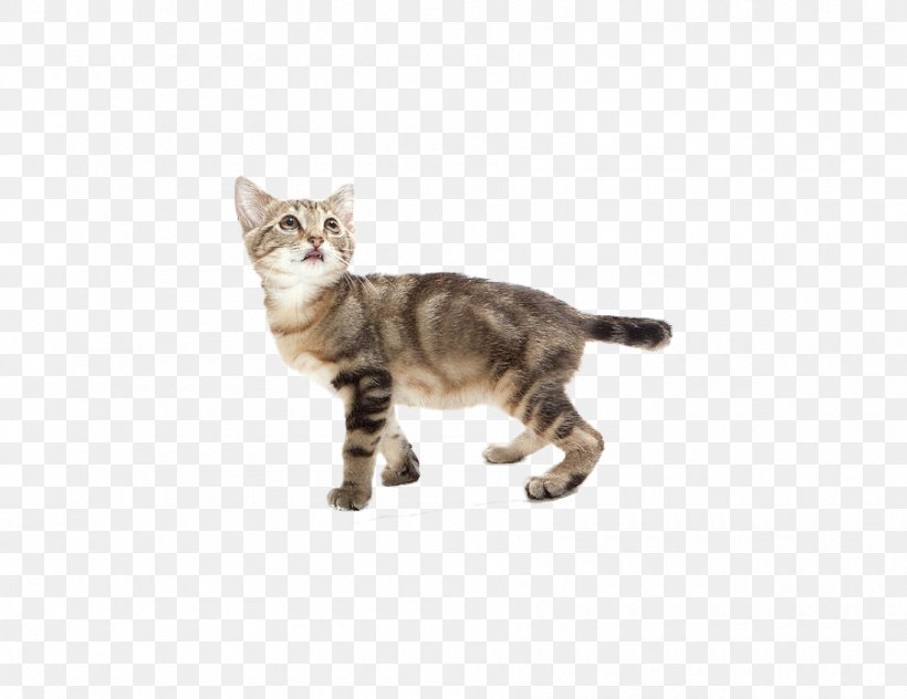 Tabby Cat American Shorthair Kitten American Wirehair European Shorthair, PNG, 900x694px, Tabby Cat, American Shorthair, American Wirehair, Asian, California Spangled Download Free