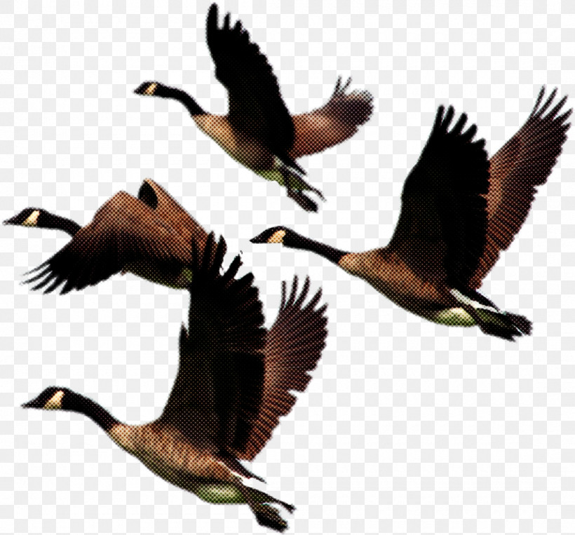 Bird Beak Water Bird Waterfowl Bird Migration, PNG, 1100x1024px, Bird, Animal Migration, Beak, Bird Migration, Canada Goose Download Free