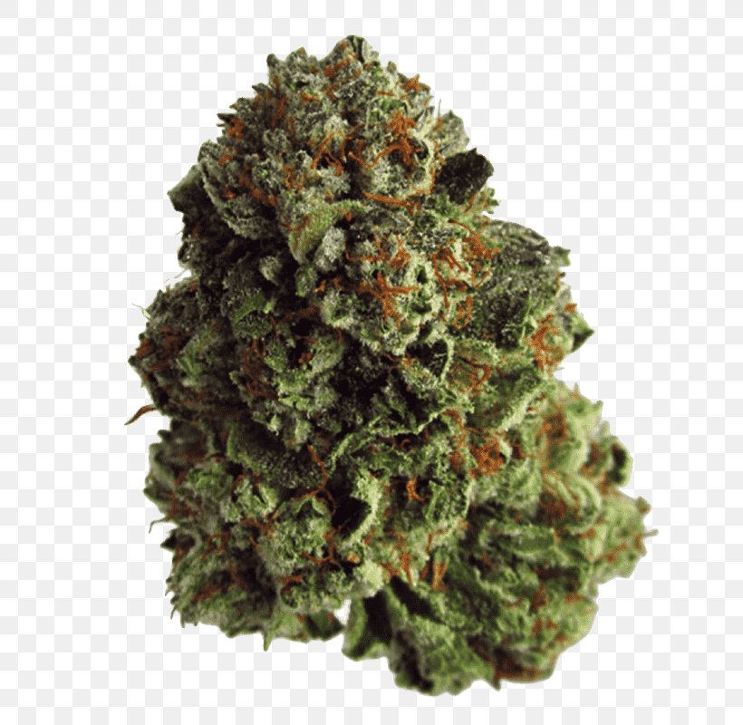 Medical Cannabis Kush Hash Oil Cannabis Cultivation, PNG, 800x800px, Cannabis, Cannabidiol, Cannabigerol, Cannabis Cultivation, Cannabis Shop Download Free