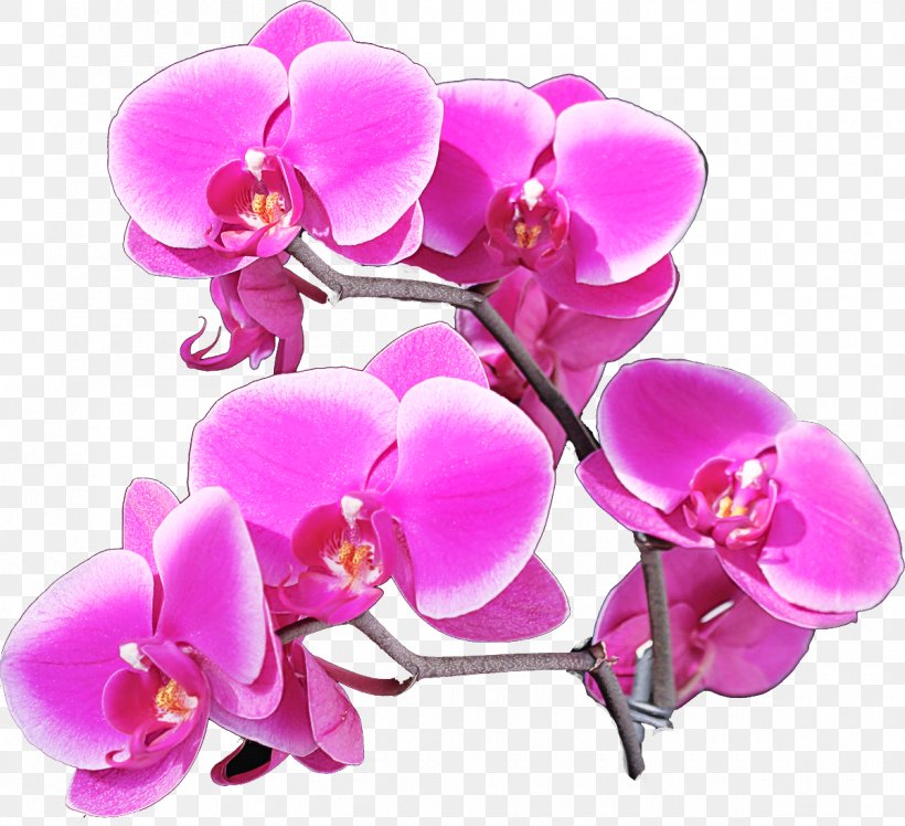Moth Orchid Flower Pink Petal Purple, PNG, 1200x1096px, Moth Orchid, Flower, Flowering Plant, Magenta, Petal Download Free
