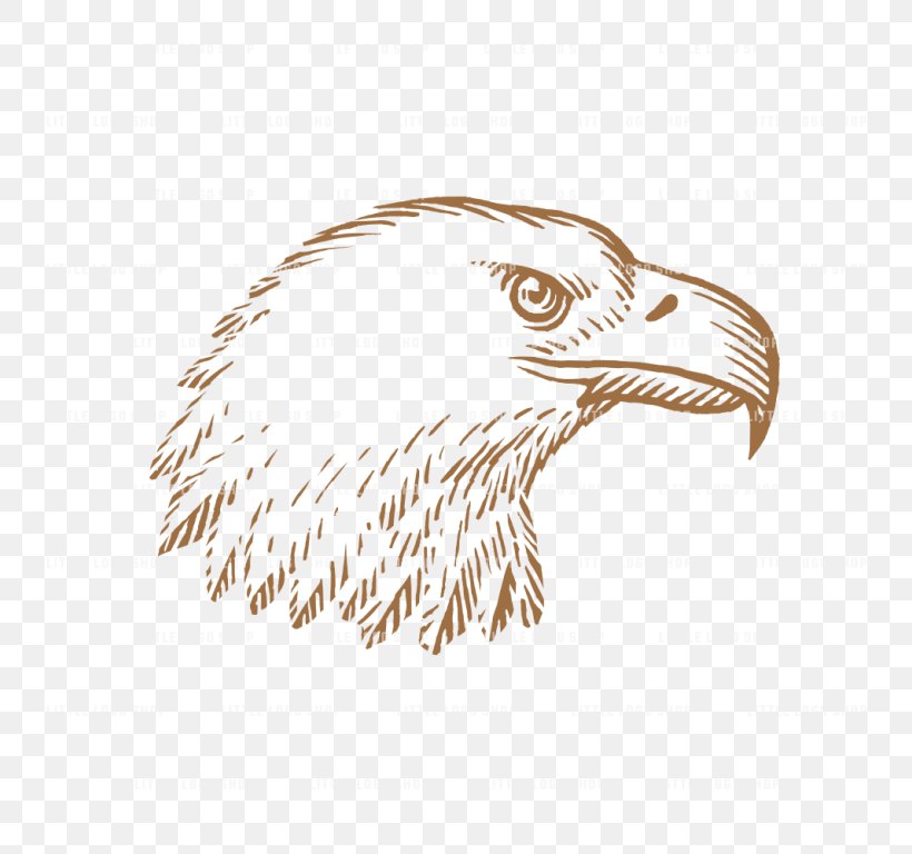 Bald Eagle Drawing Beak /m/02csf, PNG, 768x768px, Bald Eagle, Accipitriformes, Beak, Bird, Bird Of Prey Download Free