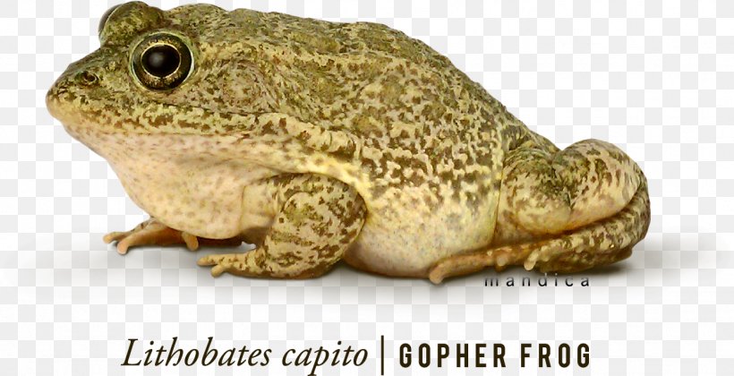 Gopher Frog Phyllomedusa Bicolor Amphibian, PNG, 1331x683px, Frog, American Bullfrog, Amphibian, Bullfrog, Fauna Download Free