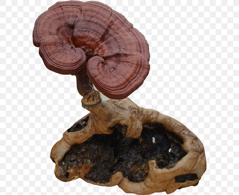 Lingzhi Mushroom Health Blood Adaptogen Food, PNG, 600x669px, Lingzhi Mushroom, Adaptogen, Basidiomycetes, Blood, Chinese Herbology Download Free