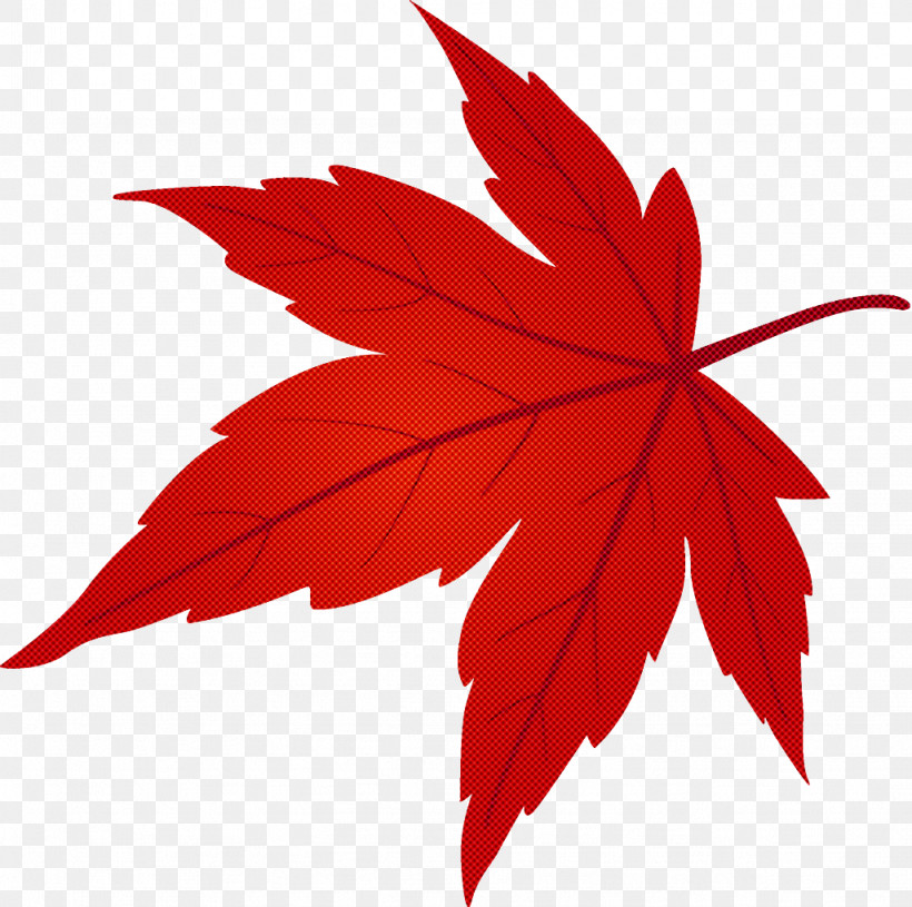 Maple Leaf Fallen Leaf Dead Leaf, PNG, 1026x1020px, Maple Leaf, Autumn Leaf, Black Maple, Dead Leaf, Deciduous Download Free