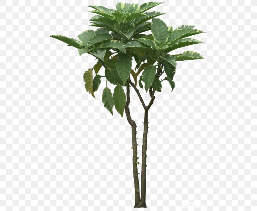 Arecaceae Tree Coconut Caryota Asian Palmyra Palm, PNG, 500x675px, Arecaceae, Arecales, Asian Palmyra Palm, Autograph Foliages, Borassus Download Free