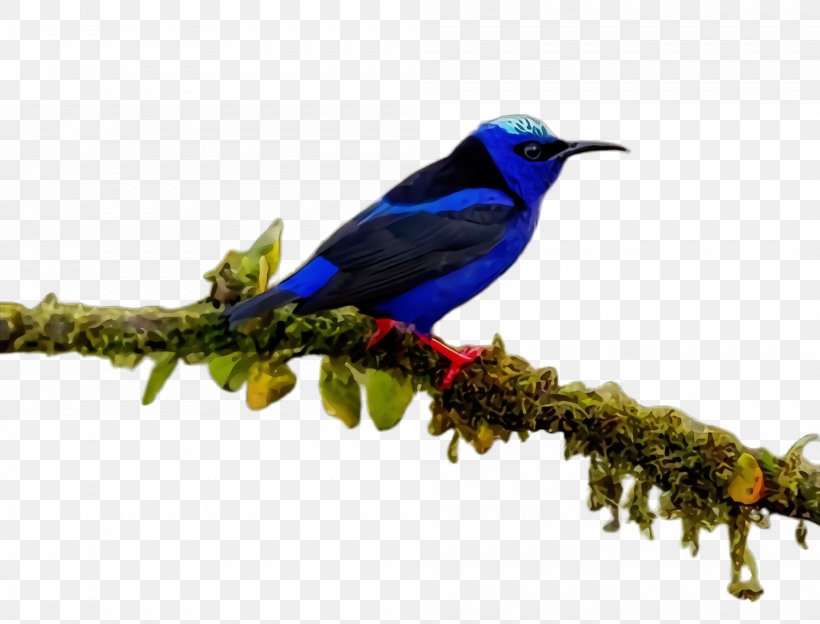 Bird Beak Songbird Perching Bird Branch, PNG, 2000x1524px, Watercolor, Beak, Bird, Branch, Coraciiformes Download Free
