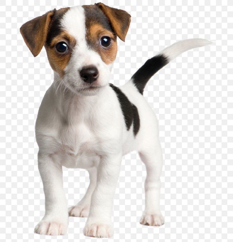 Jack Russell Terrier Parson Russell Terrier Puppy, PNG, 701x850px, Jack Russell Terrier, Brazilian Terrier, Breed, Carnivoran, Companion Dog Download Free