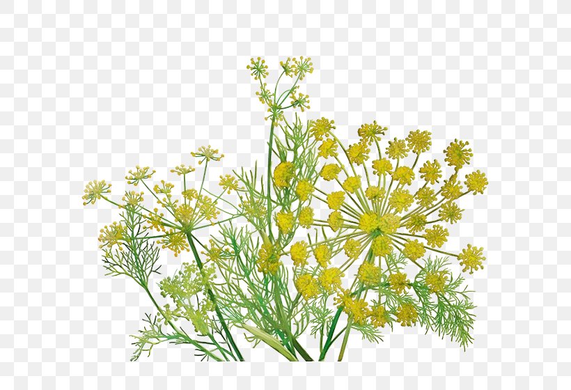 Flowering Plant Flower Plant Fennel Flower Parsley Family, PNG, 600x560px, Watercolor, Chamomile, Fennel Flower, Flower, Flowering Plant Download Free