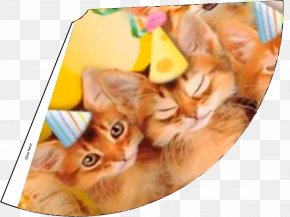 Kitten - Kitten Cat Pet Birthday Recipe PNG