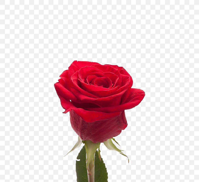 Harkness Roses Cut Flowers Garden Roses, PNG, 500x750px, Rose, Close Up, Cut Flowers, Floribunda, Floristry Download Free