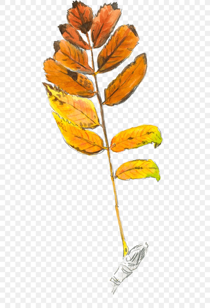 Leaf Rowan Plant Stem Tree Loir, PNG, 500x1200px, Leaf, Loir, Mountainash, Orange, Orange Sa Download Free