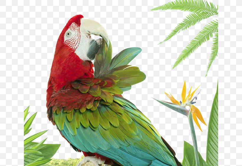 Lovebird Parrot Photographer Animal, PNG, 658x564px, Bird, Animal, Art, Beak, Common Pet Parakeet Download Free