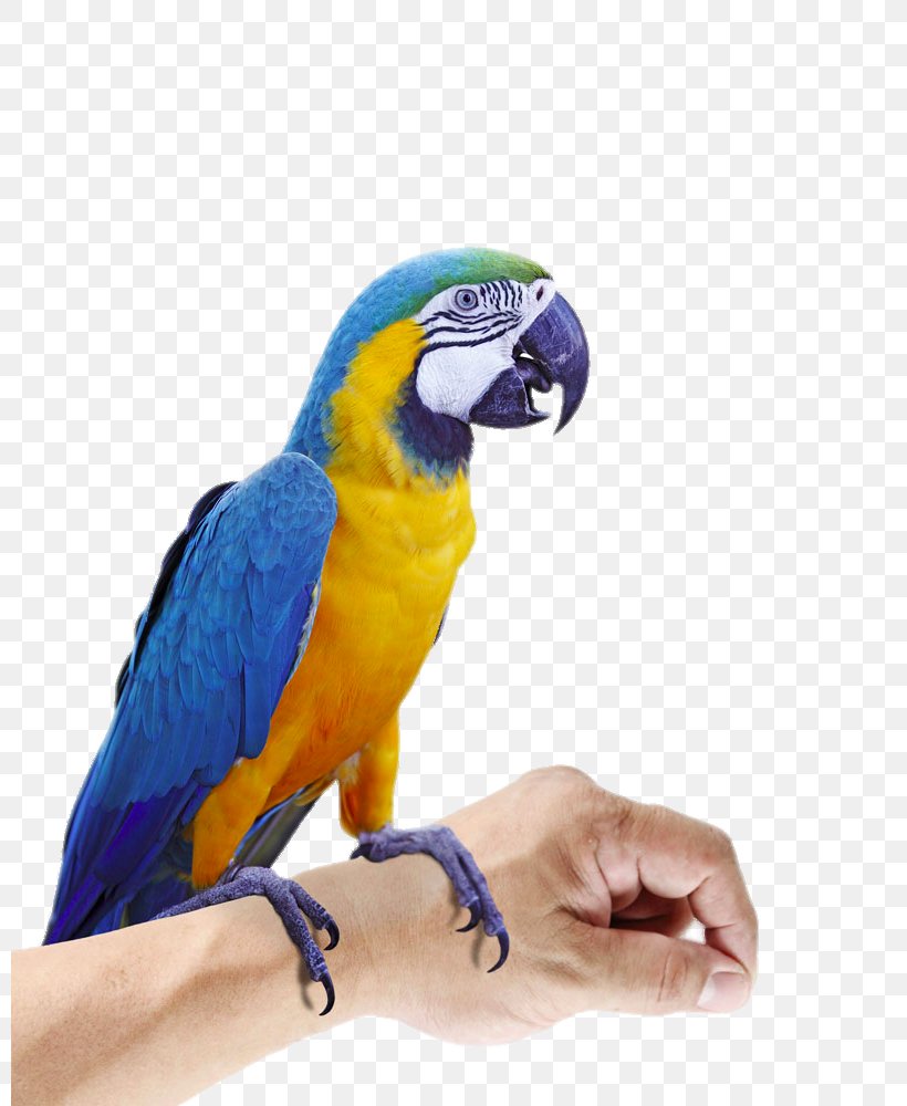 Budgerigar Eclectus Parrot Bird Macaw, PNG, 799x1000px, Budgerigar, Animal, Beak, Bird, Common Pet Parakeet Download Free