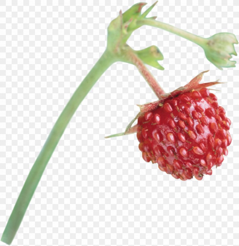 Musk Strawberry Aedmaasikas Fruit, PNG, 3722x3834px, Strawberry, Accessory Fruit, Aedmaasikas, Amorodo, Auglis Download Free