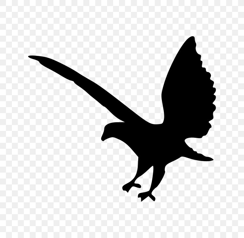 Bald Eagle Silhouette Clip Art, PNG, 800x800px, Bald Eagle, Beak, Bird, Bird Of Prey, Black And White Download Free