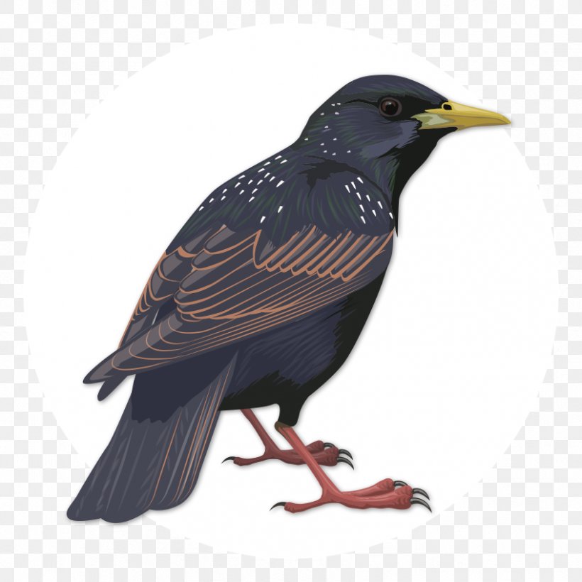 Birdwatching Common Starling Beak, PNG, 848x848px, Bird, Acridotheres, Beak, Birdwatching, Common Starling Download Free