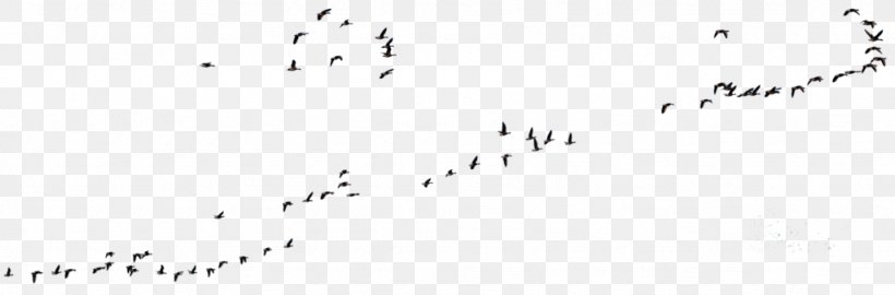 Canada Goose Flock Bird Migration, PNG, 1024x338px, Goose, Angelina Jolie, Animal Migration, Beak, Bird Download Free