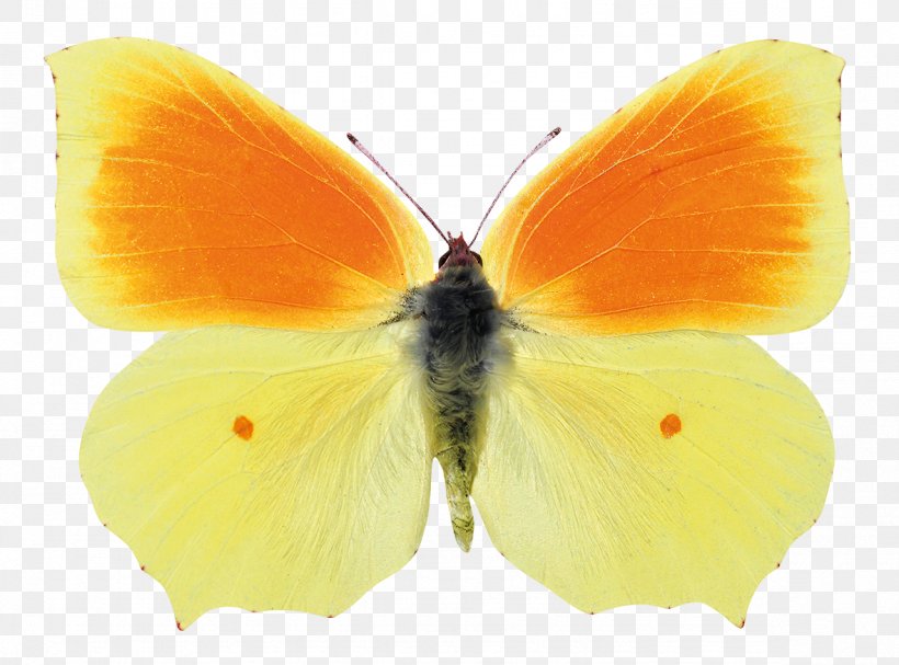 Clouded Yellows Brush-footed Butterflies Butterfly Gossamer-winged Butterflies Pieridae, PNG, 1181x875px, Clouded Yellows, Animal, Arthropod, Brush Footed Butterfly, Brushfooted Butterflies Download Free